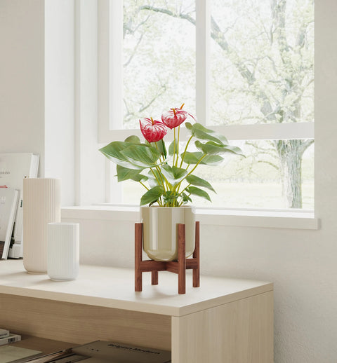 Anthurium Red