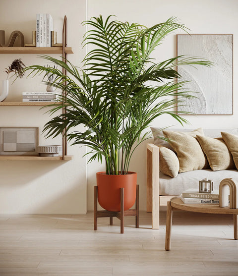 Areca Palm XL