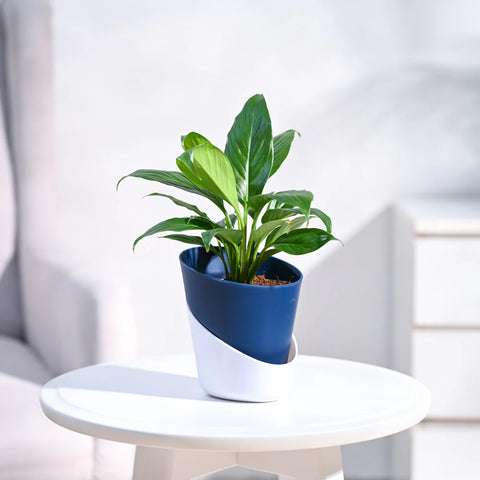 Peace Lily
