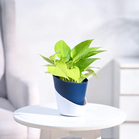 Money Plant Golden