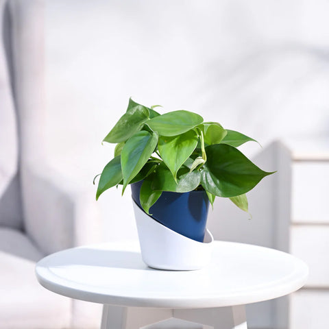 Philodendron Oxycardium Green