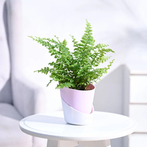 Boston Compacta Fern