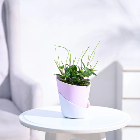 Peperomia Angulata