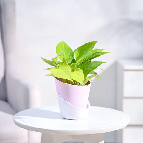 Money Plant Golden