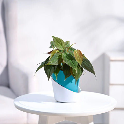Philodendron Micans