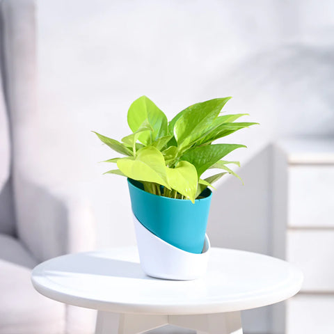 Money Plant Golden