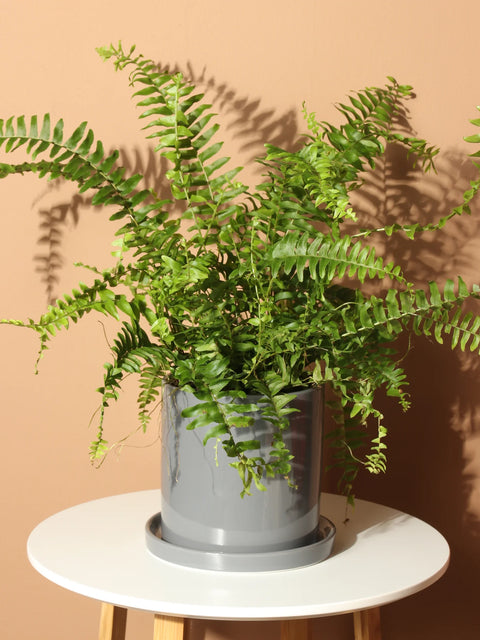 Boston Fern
