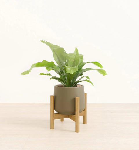 Osaka Bird Nest Fern