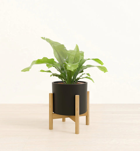 Osaka Bird Nest Fern