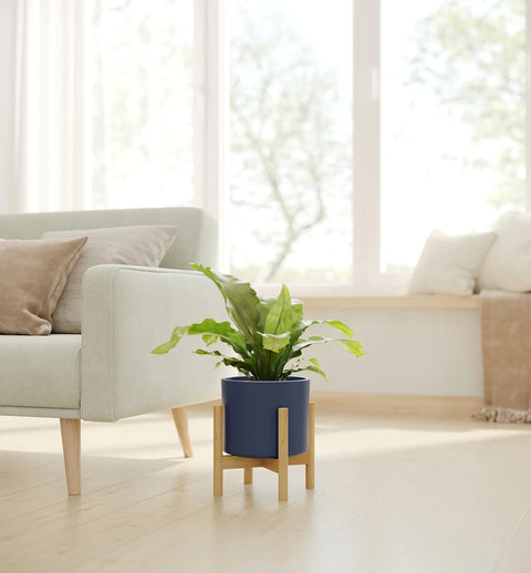 Osaka Bird Nest Fern