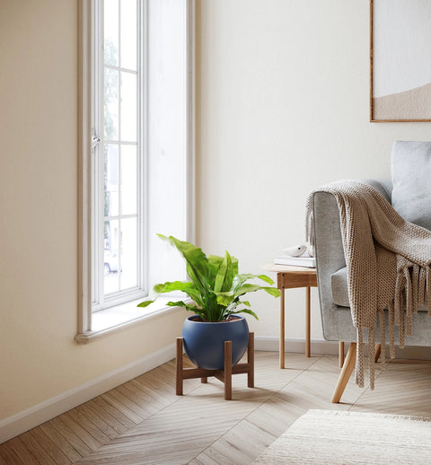 Osaka Bird Nest Fern