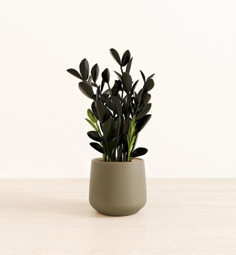Zamioculcas Zamiifolia - Raven