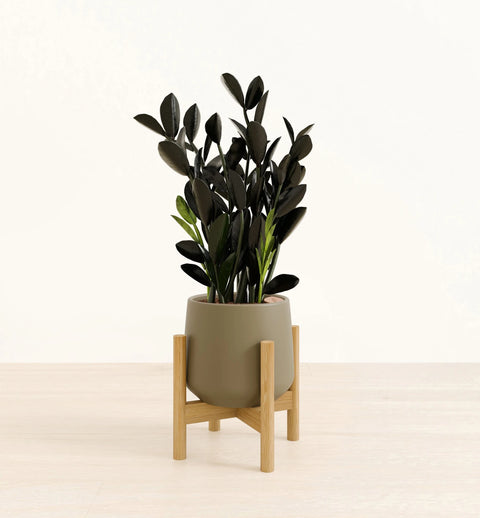 Zamioculcas Zamiifolia - Raven