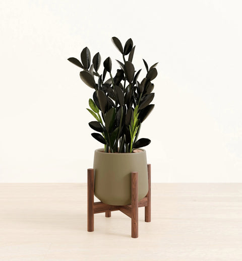 Zamioculcas Zamiifolia - Raven