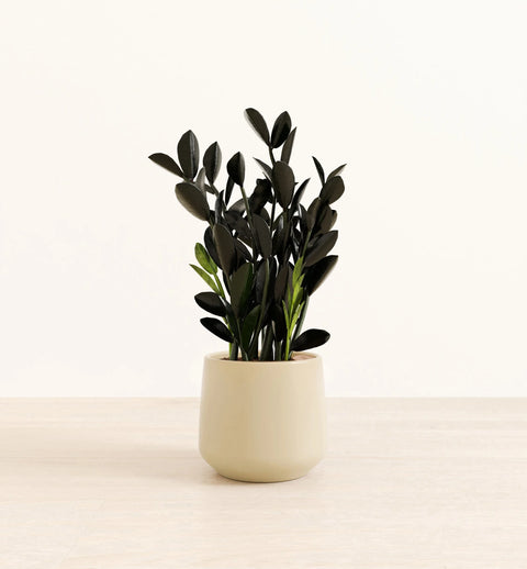 Zamioculcas Zamiifolia - Raven
