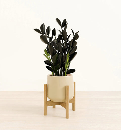 Zamioculcas Zamiifolia - Raven
