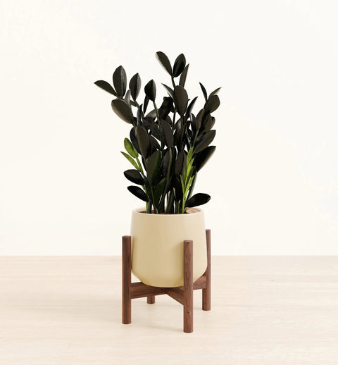 Zamioculcas Zamiifolia - Raven