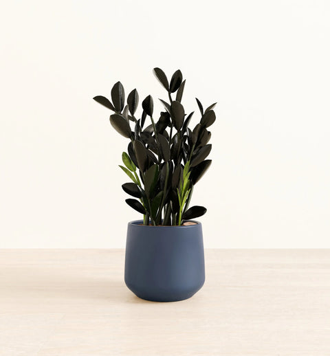 Zamioculcas Zamiifolia - Raven