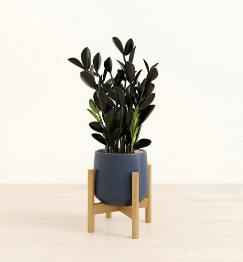 Zamioculcas Zamiifolia - Raven