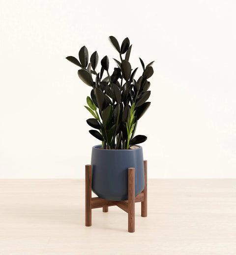 Zamioculcas Zamiifolia - Raven