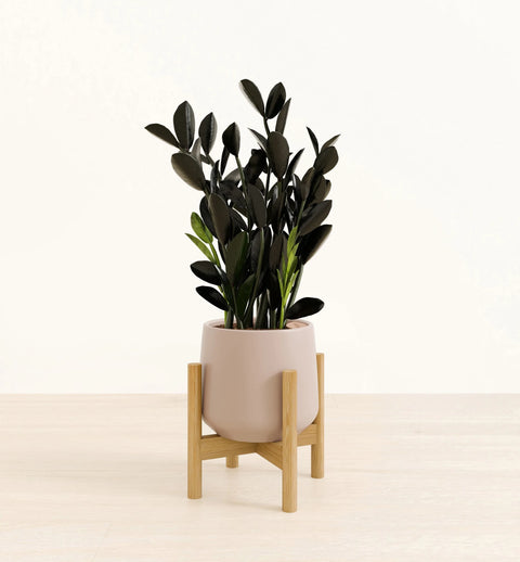 Zamioculcas Zamiifolia - Raven