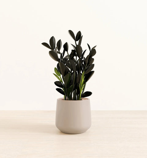 Zamioculcas Zamiifolia - Raven