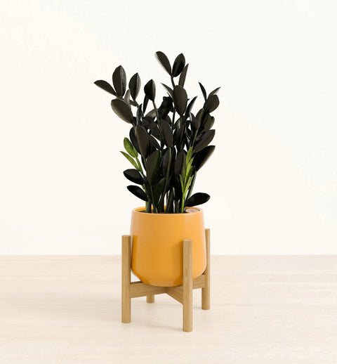 Zamioculcas Zamiifolia - Raven