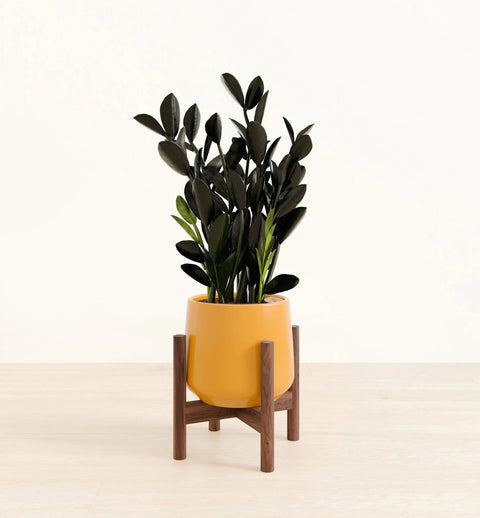 Zamioculcas Zamiifolia - Raven