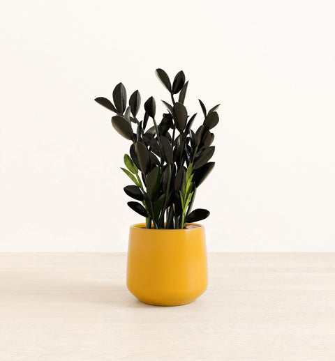 Zamioculcas Zamiifolia - Raven