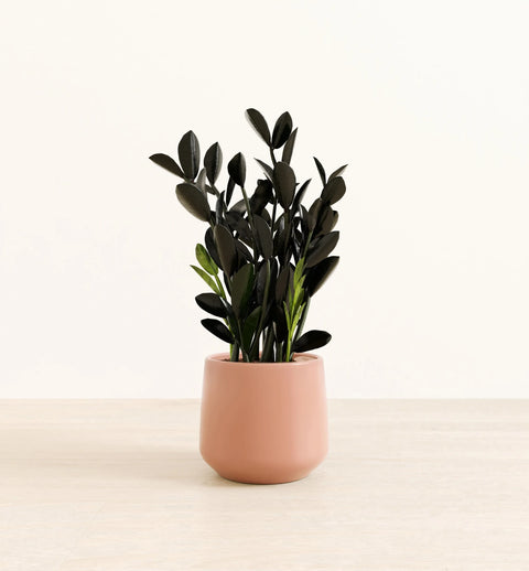 Zamioculcas Zamiifolia - Raven