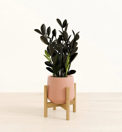 Zamioculcas Zamiifolia - Raven