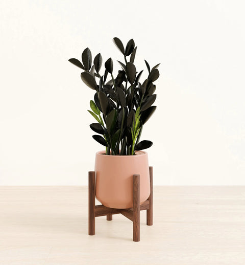 Zamioculcas Zamiifolia - Raven