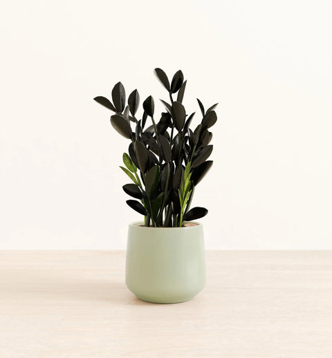 Zamioculcas Zamiifolia - Raven