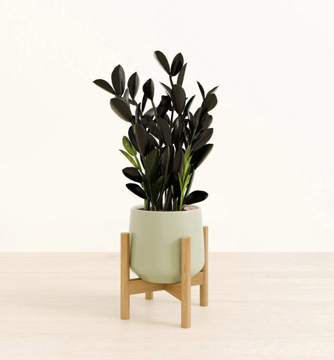 Zamioculcas Zamiifolia - Raven