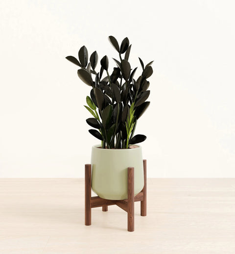 Zamioculcas Zamiifolia - Raven