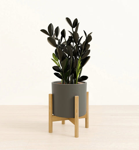 Zamioculcas Zamiifolia - Raven