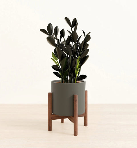 Zamioculcas Zamiifolia - Raven