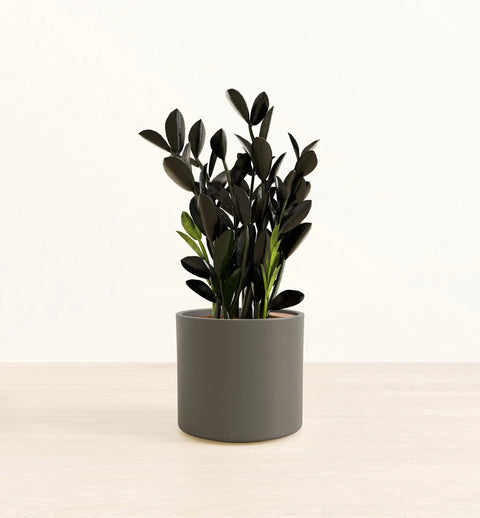 Zamioculcas Zamiifolia - Raven