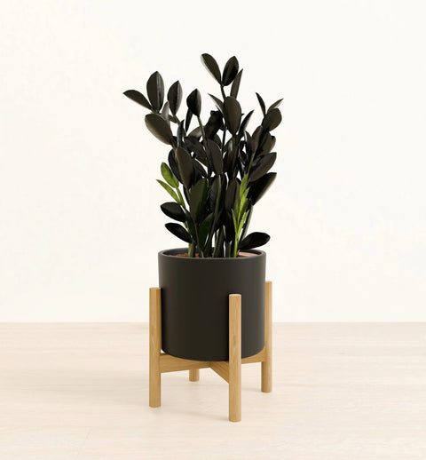 Zamioculcas Zamiifolia - Raven