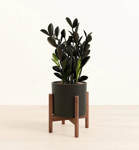 Zamioculcas Zamiifolia - Raven