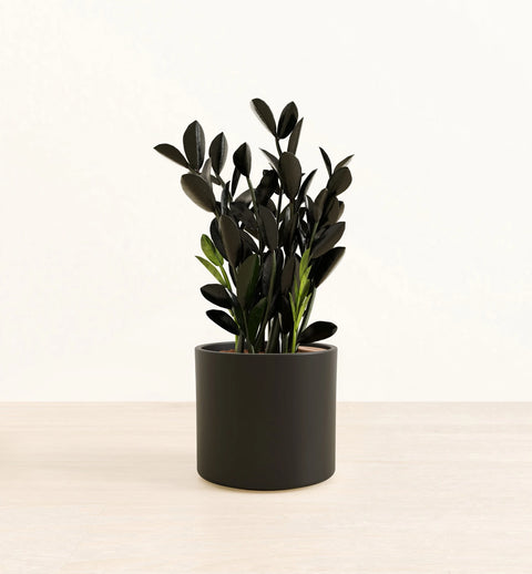 Zamioculcas Zamiifolia - Raven