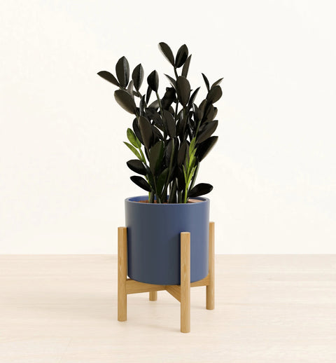 Zamioculcas Zamiifolia - Raven