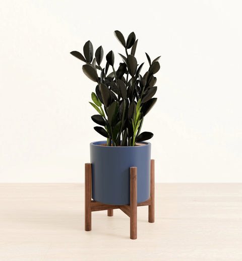 Zamioculcas Zamiifolia - Raven
