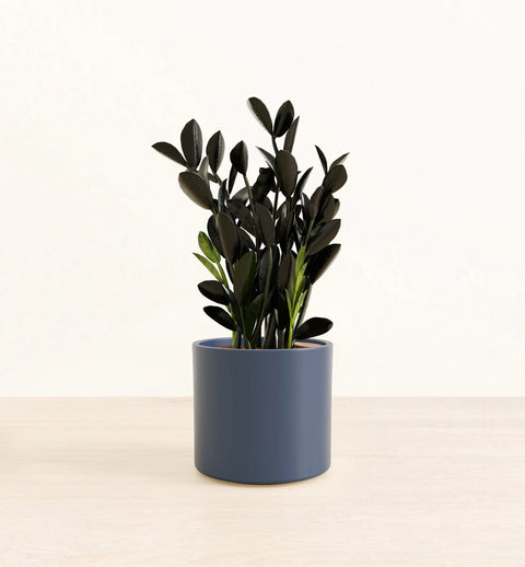 Zamioculcas Zamiifolia - Raven