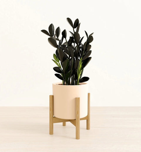 Zamioculcas Zamiifolia - Raven