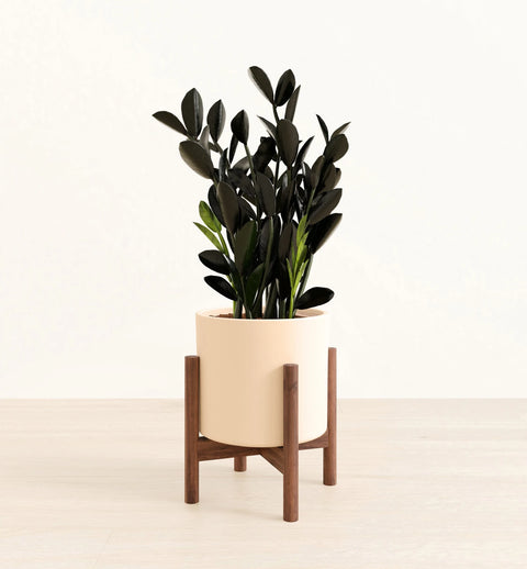 Zamioculcas Zamiifolia - Raven