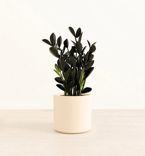 Zamioculcas Zamiifolia - Raven
