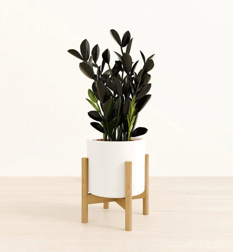 Zamioculcas Zamiifolia - Raven