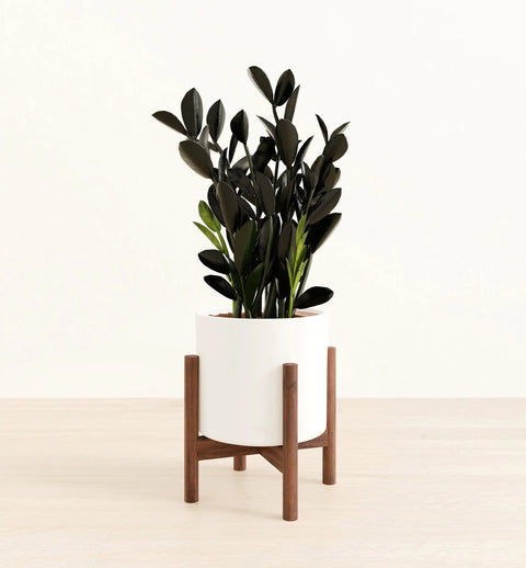Zamioculcas Zamiifolia - Raven