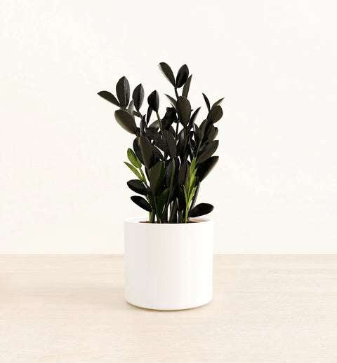 Zamioculcas Zamiifolia - Raven